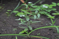 Heliotropium scabrum